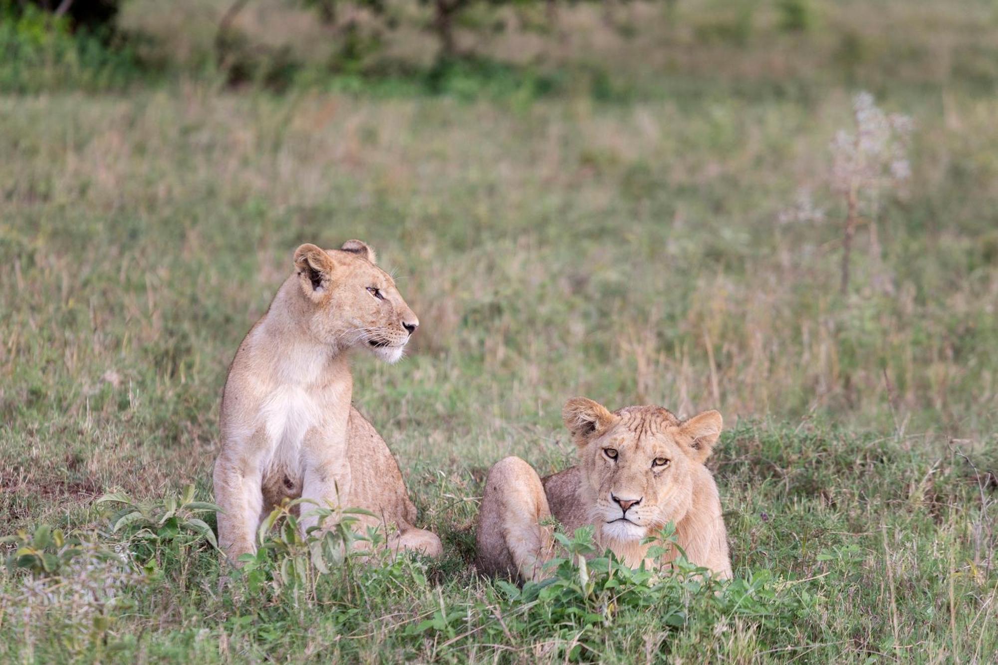 Melia Serengeti Lodge Member Of Melia Collection Buitenkant foto
