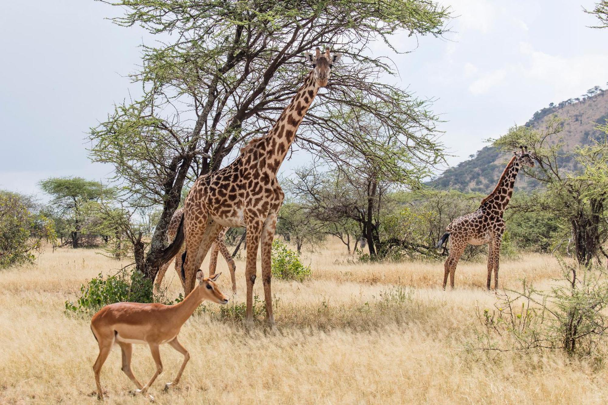 Melia Serengeti Lodge Member Of Melia Collection Buitenkant foto